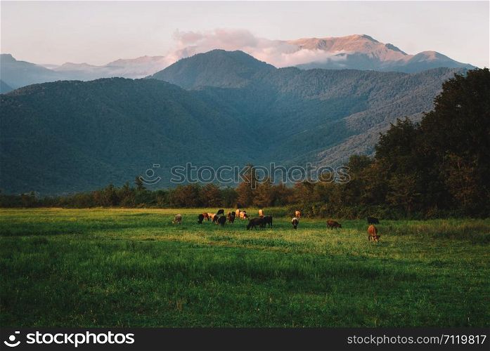 Beautiful, Colorful Landscape with cows trees mountains and clouds, sunset time