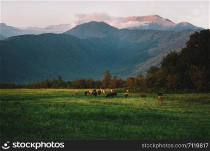 Beautiful, Colorful Landscape with cows trees mountains and clouds, sunset time