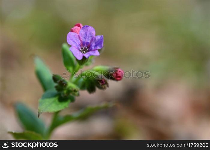 Beautiful colorful medicinal plant in the forest. (Pulmonaria officinalis)