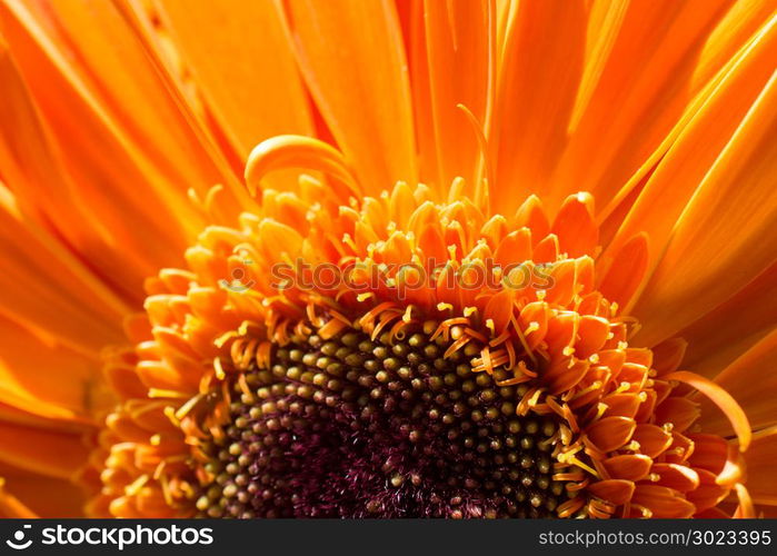 Beautiful colorful natural spring flowers in macro view