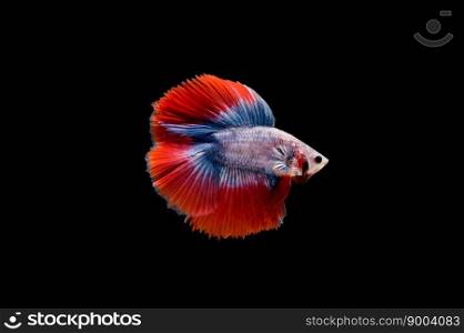 Beautiful colorful of siamese betta fish 