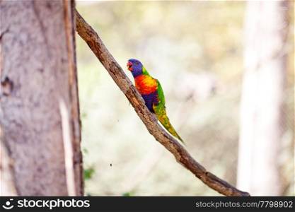 beautiful colorful parrot lory at the zoo