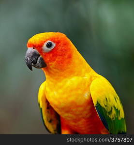 Beautiful colorful parrot, Sun Conure (Aratinga solstitialis)