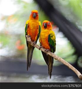 Beautiful colorful parrot, Sun Conure (Aratinga solstitialis)