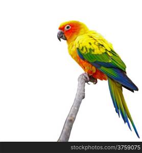 Beautiful colorful parrot, Sun Conure (Aratinga solstitialis), golden-yellow plumage and orange-flushed underparts and face, isolated on a white background