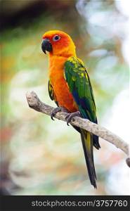 Beautiful colorful parrot, Sun Conure (Aratinga solstitialis), side profile