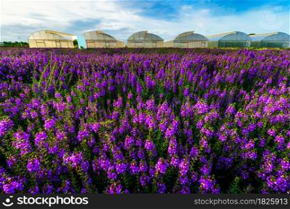 Beautiful Colorful purple and white Angelonia Serena flower (angustifolia) flowers pattern farm blooming in garden air atmosphere bright blue sky of nature background in Kamphaeng Phet, Thailand