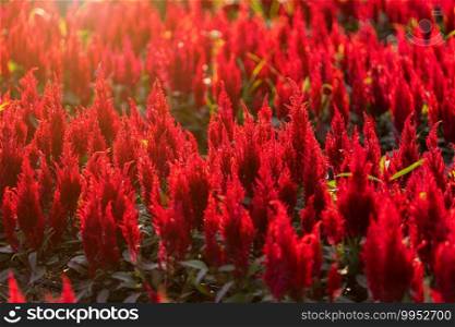 Beautiful Colorful red or pink  Cockscomb Celosia flowers pattern farm blooming in garden of nature background in thailand