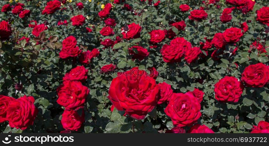 Beautiful colorful rose background