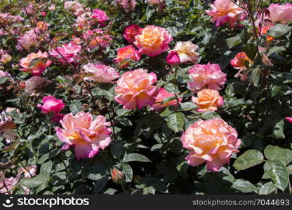 Beautiful colorful rose background