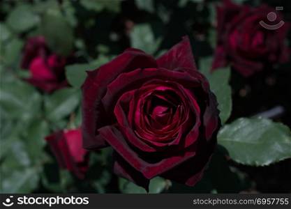 Beautiful colorful Rose Flower. Beautiful colorful Rose Flower on garden background