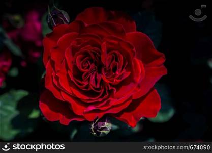 Beautiful colorful Rose Flower on garden background