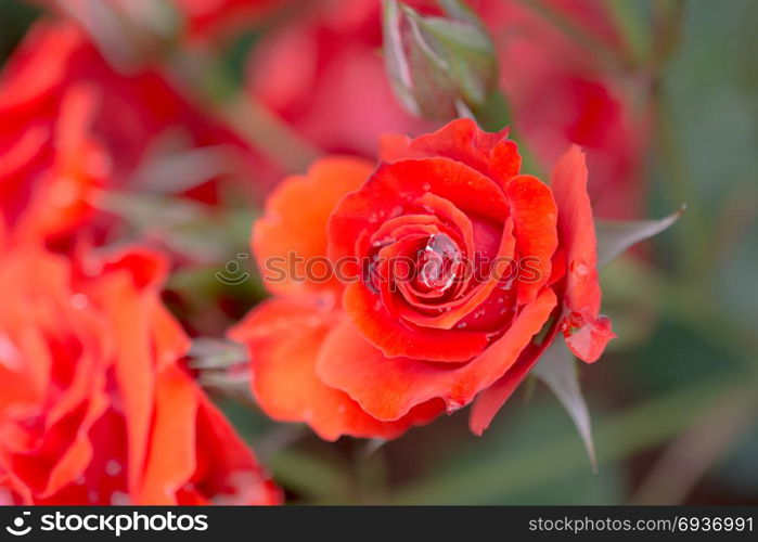 Beautiful colorful Rose Flower on garden background