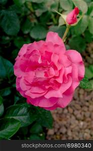 Beautiful colorful Rose Flower on garden background