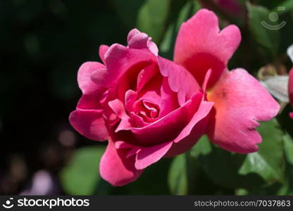 Beautiful colorful Rose Flower on garden background