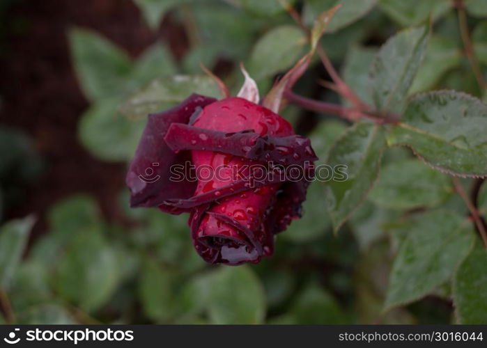 Beautiful colorful Rose with water drops on it