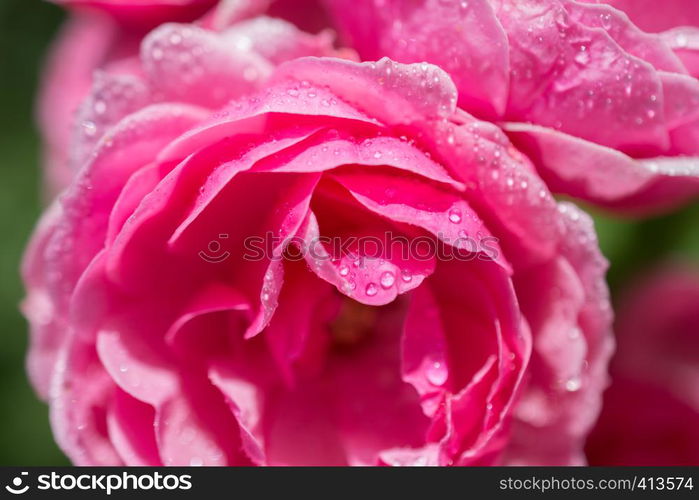 Beautiful colorful Rose with water drops on it