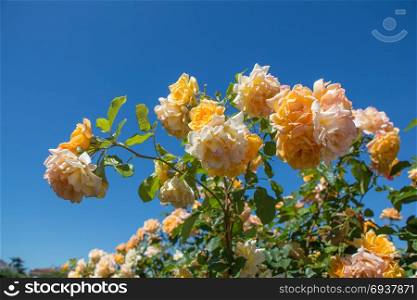 Beautiful colorful roses in a rose garden