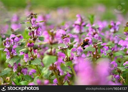 Beautiful colorful spring background with flowers and bumblebee in nature.