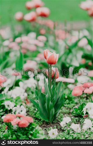 Beautiful colorful tulips in spring park