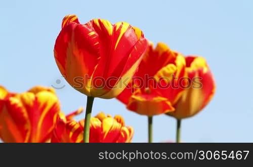Beautiful colorful tulips in the garden