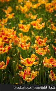 Beautiful colorful tulips in the green park in spring