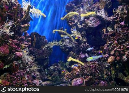 Beautiful colorful underwater marine life in the aquarium