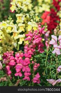 beautiful colourful and tall snapdragon flowers in the garden