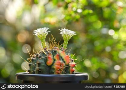 Beautiful Colourful cactus Gymnocalycium mihanovichii