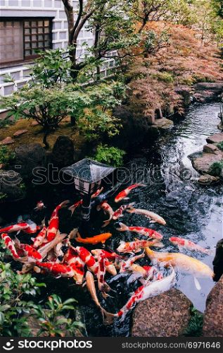 Beautiful colourful Koi Carp Fish in Japanese garden pond with plants, tree and stone