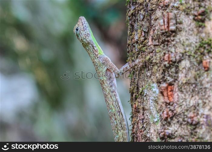 beautiful Common Gliding Lizard or Common Flying Drago(Drago volans) on the tree in forest