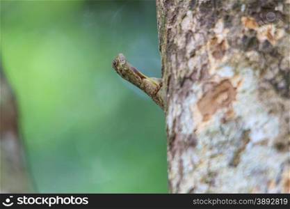 beautiful Common Gliding Lizard or Common Flying Drago(Drago volans) on the tree in forest