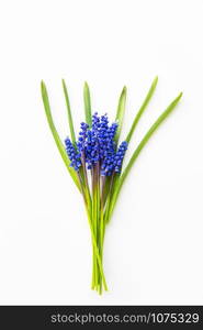 Beautiful composition - blue muscari lie on a white table.. Beautiful composition - blue muscari lie on a white table