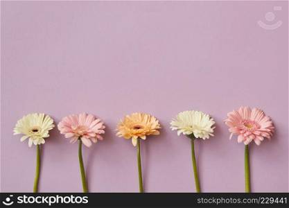 Beautiful composition from different gerberas on a pink paper background. As layout for post card on Valentine&rsquo;s Day or Mother&rsquo;s Day with copy space. Flat lay.. Beautiful composition from different gerberas on a pink paper background