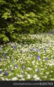 Beautiful conceptual fresh Spring landscape image of bluebell and wild garlic in forest in bright glowing sunlight