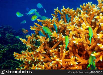 Beautiful coral reef background, little green fishes near coral garden, exotic marine life near Maldives island, tropical summer vacation concept