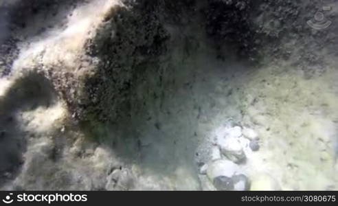 Beautiful Coral Reef .Underwater life in the sea