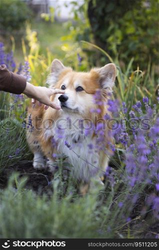 beautiful corgi dog in lavender in the garden 