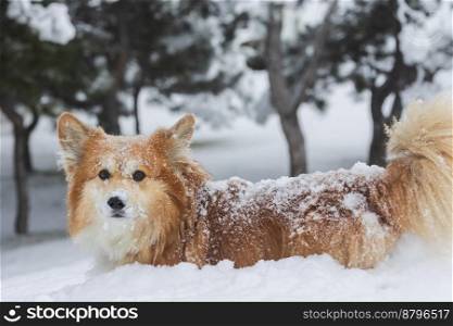 beautiful corgi dog in the snow. fun winter 