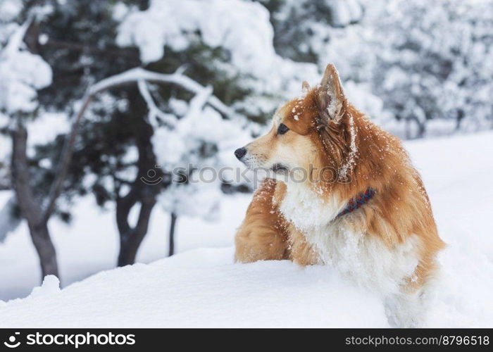 beautiful corgi dog in the snow. fun winter 