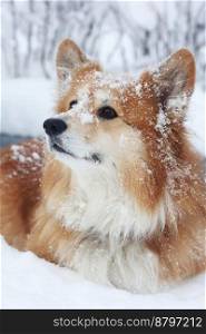 beautiful corgi dog in the snow. fun winter
