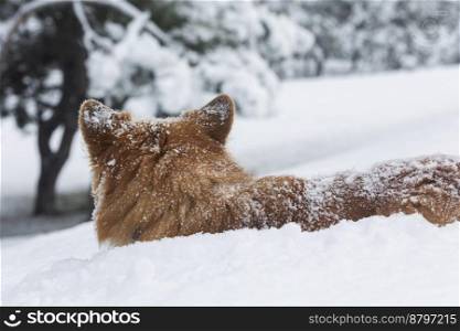 beautiful corgi dog in the snow. fun winter
