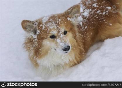 beautiful corgi dog in the snow. fun winter 