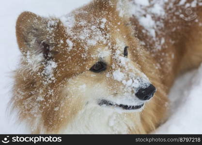 beautiful corgi dog in the snow. fun winter 