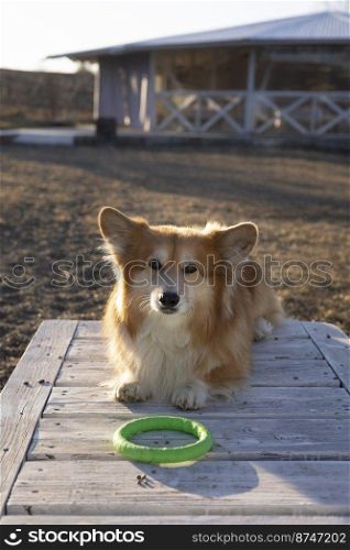 beautiful corgi dog with his toy