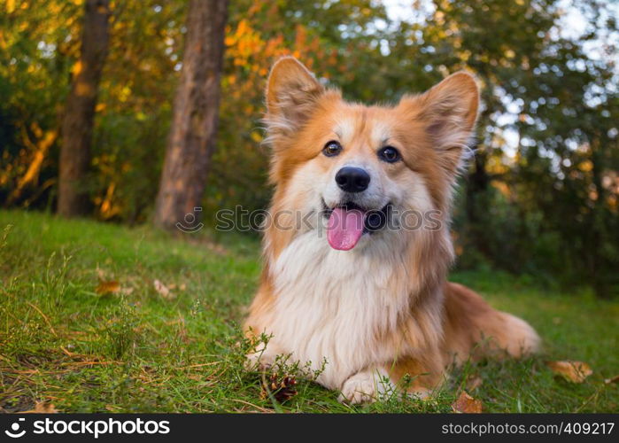 beautiful corgi fluffy portrait at the outdoor. autumn