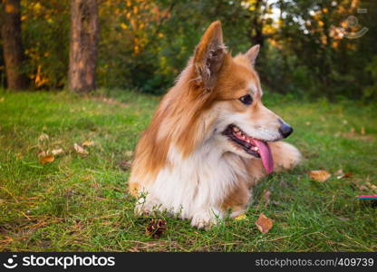 beautiful corgi fluffy portrait at the outdoor. autumn