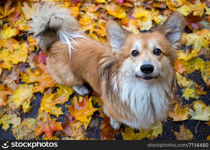beautiful corgi fluffy portrait at the outdoor. autumn