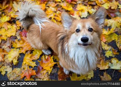 beautiful corgi fluffy portrait at the outdoor. autumn