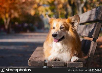 beautiful corgi fluffy posing on a bench on a sunny autumn day at the outdoor. autumn
